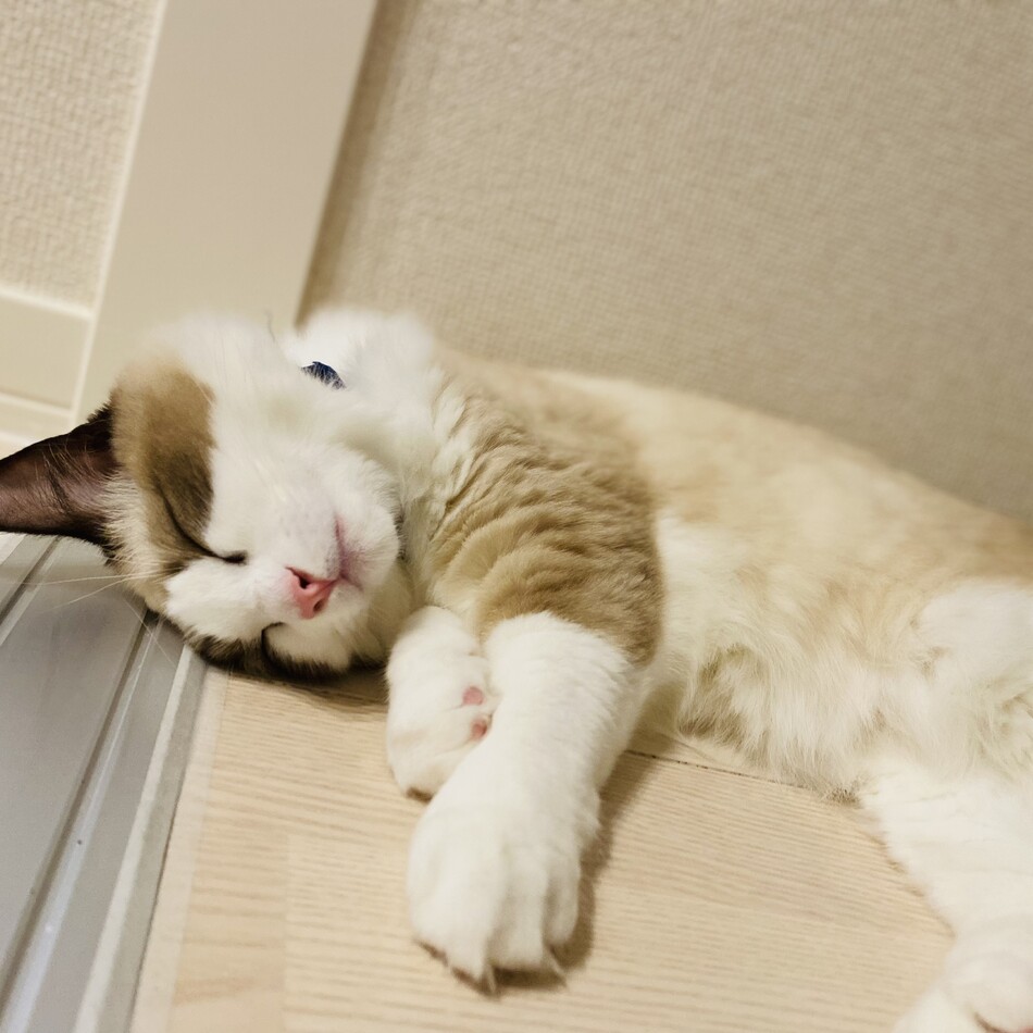 フロコンのカバー写真