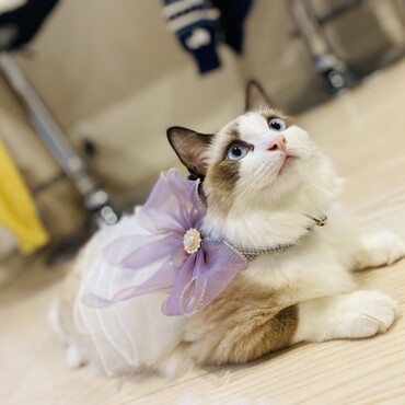 宇宙一かわいい