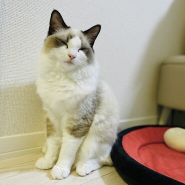 タッタママ・ネトル