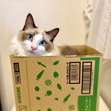 最近のトレンド・野菜生活スムージーの箱