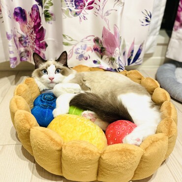 タルトになったねこちゃん