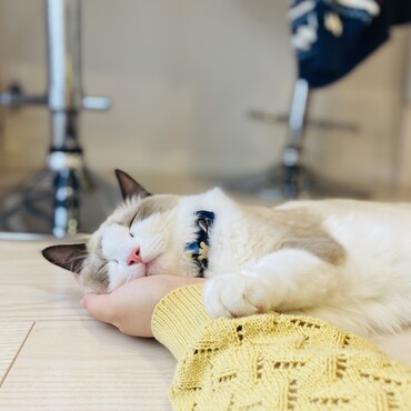 てのひらで溶け寝するねこ