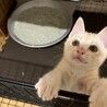 里親募集☆ サムネイル3