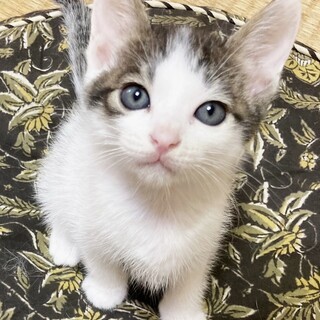 むいむい君似の可愛いジト目ボーイ1ヶ月半