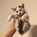 他のサイトで貰われました。