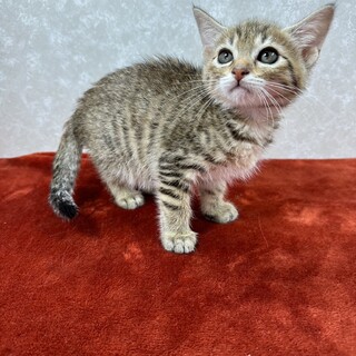 仕事に行くか猫と遊ぶか迷わせる美猫❤凪