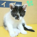 黒白☆約2カ月☆おかかちゃん