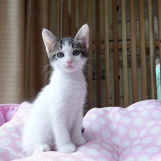 4月25日生まれ☆母猫＆子猫３兄妹