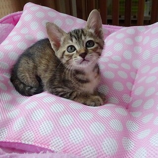 4月25日生まれ☆母猫＆子猫３兄妹