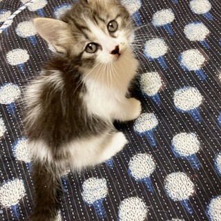 半長毛！モフモフぬいぐるみボーイ約1ヶ月半