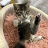 ころんとしたフォルムのポポロくん! サムネイル2