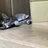 ころんとしたフォルムのポポロくん! サムネイル4