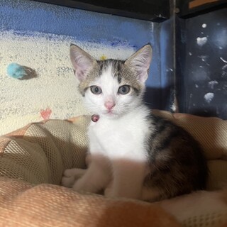 2ヶ月 おそらくオス キジ白