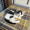 2ヶ月 白黒 サムネイル2