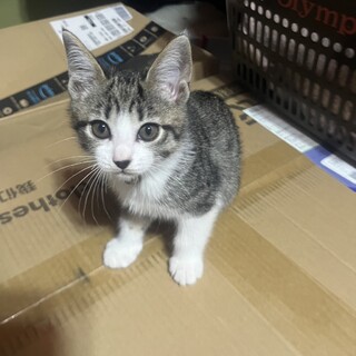 2ヶ月 キジ白 おそらくメス