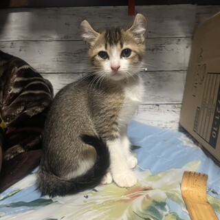 折れ耳 2ヶ月 白 キジトラ？ おそらくメス