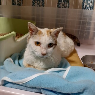 大移動をした三毛ちゃん