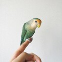 コザクラインコ　シーグリーン