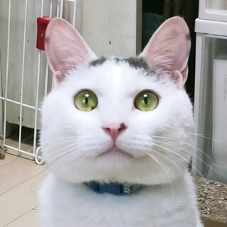 ベタ馴れ☆甘えん坊のデカいオス