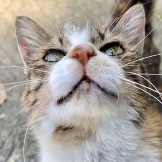 大人しく人慣れした大人三毛猫ちゃん