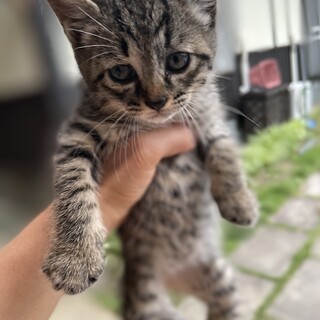 2匹の子猫、女の子みたいです。