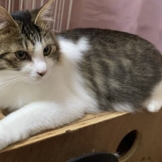 ふわふわで可愛らしいじゅんちゃん