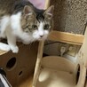 ふわふわで可愛らしいじゅんちゃん サムネイル2