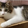 ふわふわで可愛らしいじゅんちゃん サムネイル3