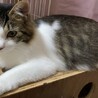 ふわふわで可愛らしいじゅんちゃん サムネイル4