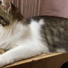 ふわふわで可愛らしいじゅんちゃん サムネイル5