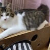 ふわふわで可愛らしいじゅんちゃん サムネイル6