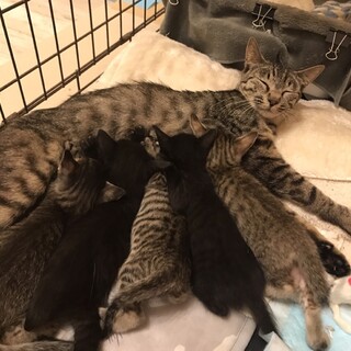 ママ猫と子猫5匹の里親募集します(=^x^=)