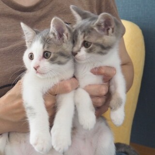 可愛い子猫三兄妹♪