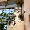 さおさおり