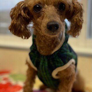 トイプードルの女の子里親募集します!!