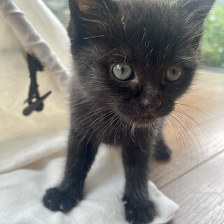 珍しいブラックタビー？？（黒トラ）女の子生後１か月