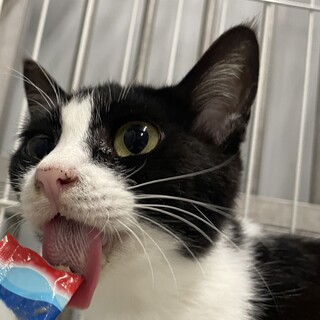 15日最終期限‼飼主持込♀1~2歳位・命繋げたい