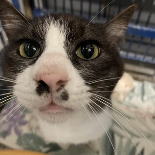 15日最終期限‼飼主持込♂2~3歳位・命繋げたい