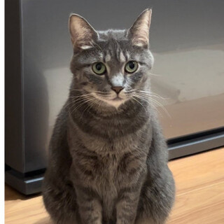 ロシアンブルーみたい美猫真柚ちゃん♀4歳