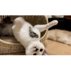 「超！リラックスモード」サムネイル2