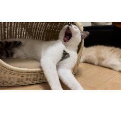 「超！リラックスモード」サムネイル3