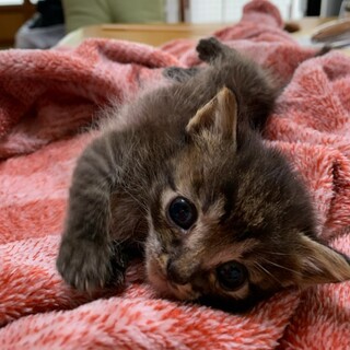 （お見合い決定！）トラ2兄弟『黒虎』♂