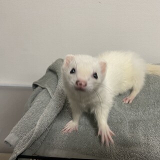 フェレット　女の子