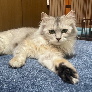 フワフワの長毛美猫♡モコちゃん♀3歳