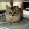 フワフワの長毛美猫♡モコちゃん♀3歳 サムネイル4