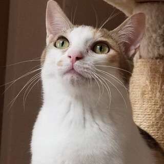 ビビリの美人さん♡きんとんちゃん♀1歳