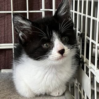 譲渡されました⭐︎有難うございました！