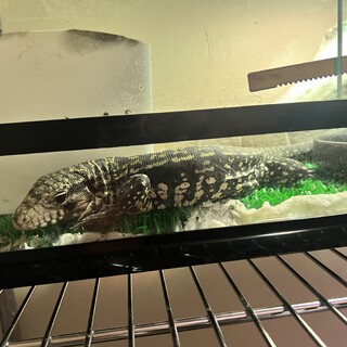 テグーW&B（爬虫類）