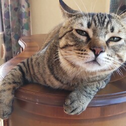 ベンガルは吐き戻しやすいのかしら