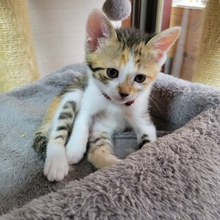 ミルクから育てました★三毛子猫★タミーちゃん